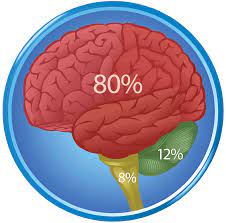 obesity, obesity risk for dementia, obesity and brain shrinkage, loss of gray matter, central brain obesity, obesitas, obesitas risico op dementie, obesitas en hersenkrimp, verlies van grijze stof, centrale obesitas hersenen, Alexwaterandbouw