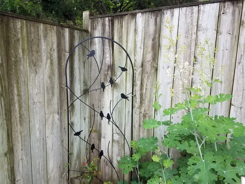 verticale tuin ideeën, trellis ideeën, tuin hek met trellis