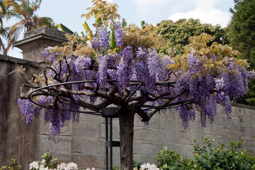 verticale tuin ideeën, trellis ideeën, tuin hek met trellis