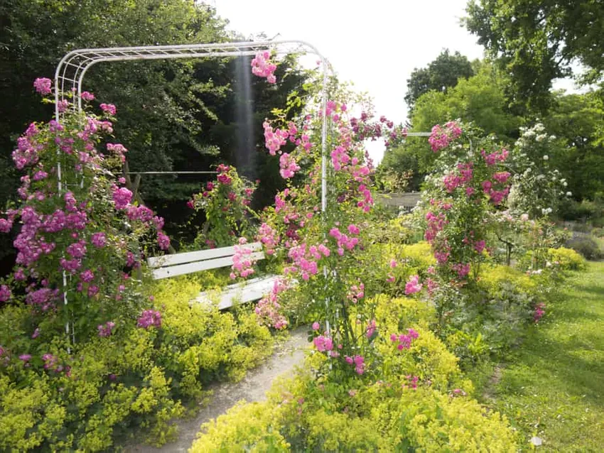 verticale tuin ideeën, trellis ideeën, tuin hek met trellis