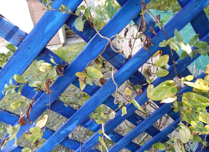 verticale tuin ideeën, trellis ideeën, tuin hek met trellis