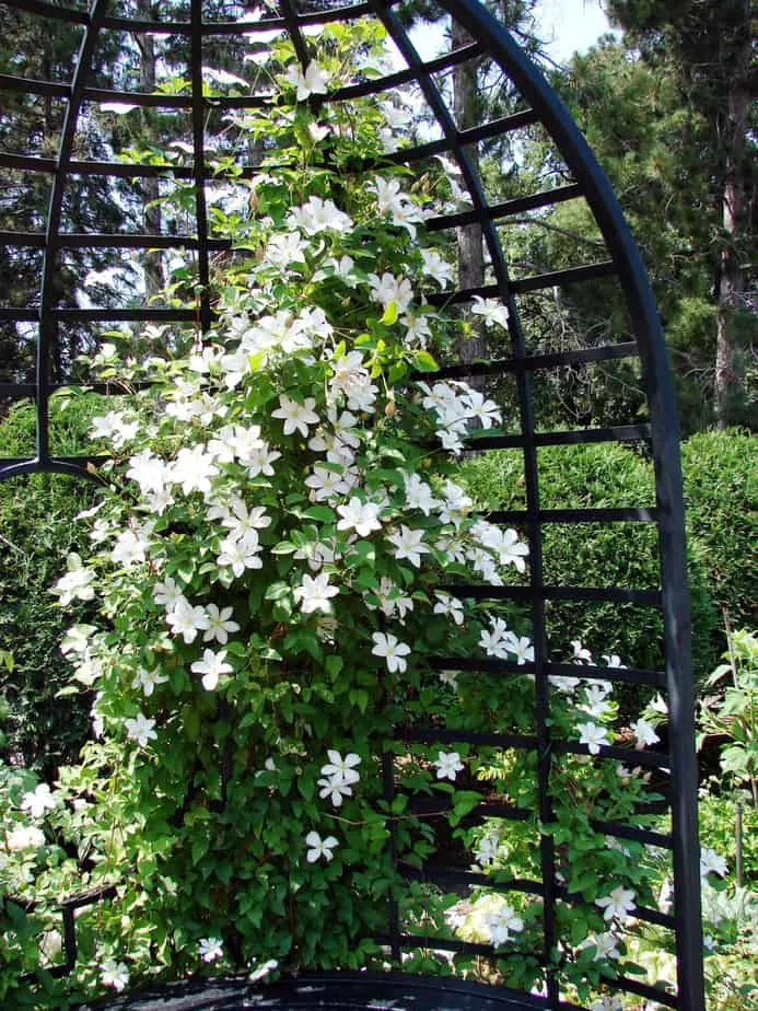 verticale tuin ideeën, trellis ideeën, tuin hek met trellis