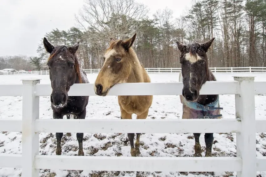 Weerbestendige, Vinyl Omheining, Vinyl Omheining Ideeën, AlexWaterandBouw